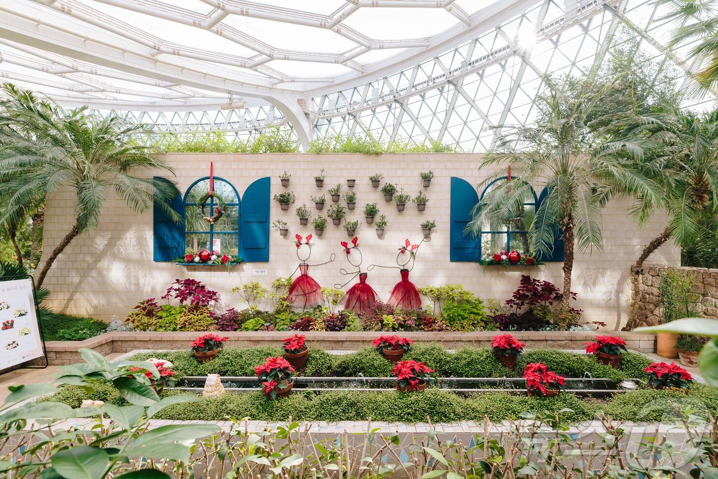  포인세티아 (서울식물원 제공)