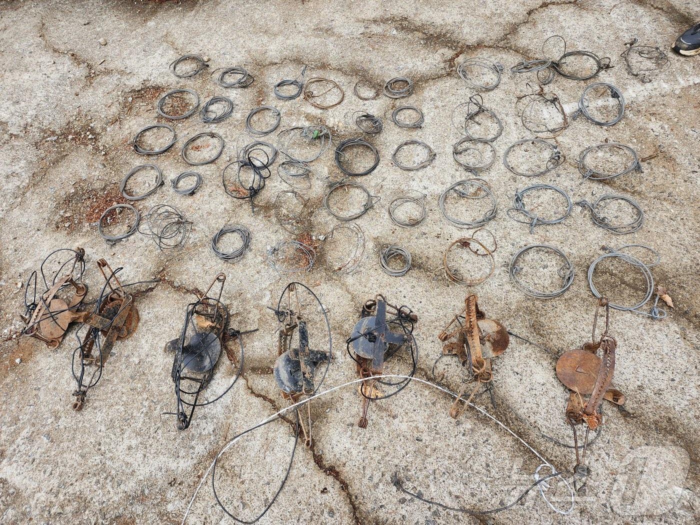 본문 이미지 - 환경 당국이 겨울철을 맞아 내년 3월까지 야생동물 서식환경 보호·관리에 나선다. 사진은 환경 당국이 수거한 불법엽구. (대구지방환경청 제공)/뉴스1