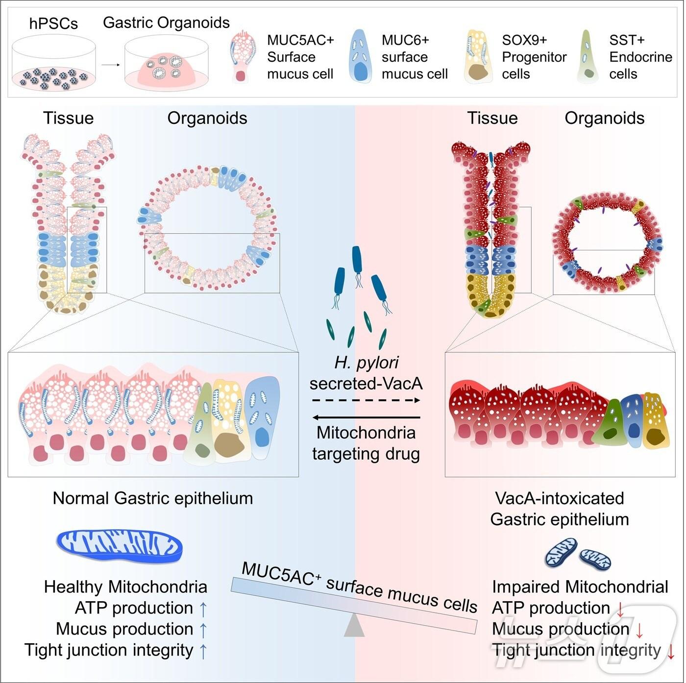 본문 이미지 - 핼리코박터 파일로리 감염과 VacA 독소 노출 시 인산화효소(키네이스) 저해제의 효능 모식도.(KRIBB 제공)/뉴스1