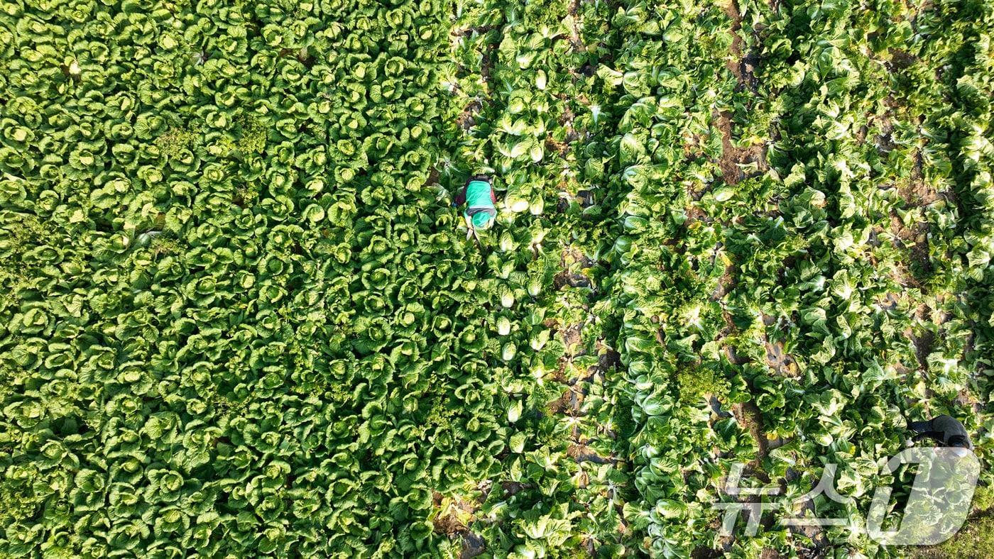 해남군 한 배추밭에서 농민들이 배추 수확을 하고 있다. &#40;사진은 기사 본문과 관련 없음&#41; ⓒ News1 김태성 기자