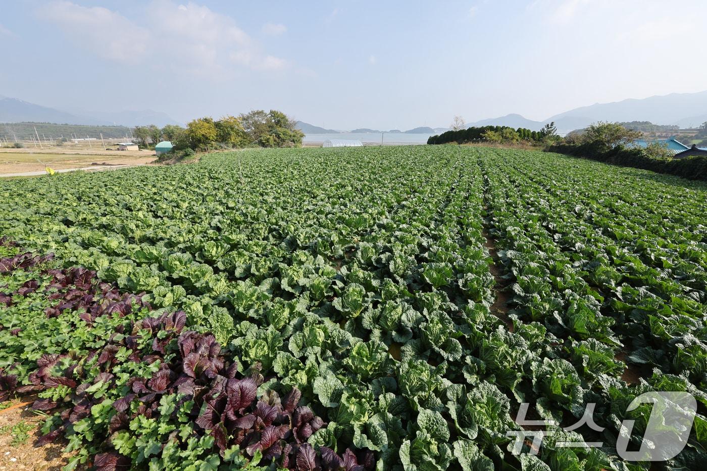 본문 이미지 - 12일 전남 해남군 북평면 앞 배추밭에서 농민들이 배추 수확을 하고 있다.. 2024.11.12 ⓒ 뉴스1 김태성 기자