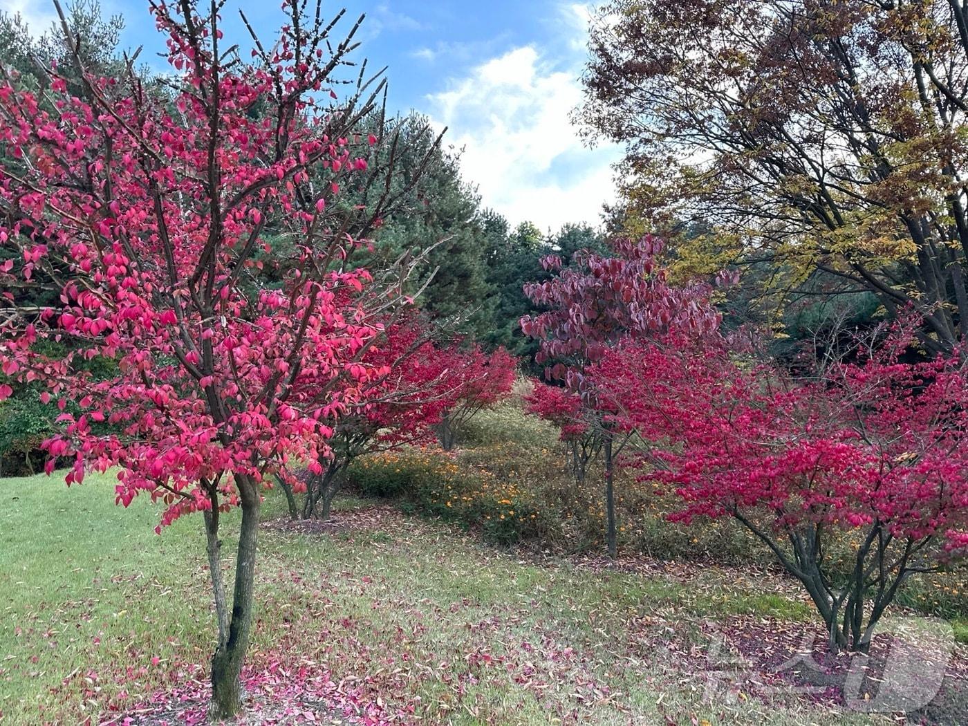 본문 이미지 - 경기 파주시 소재 한 공원의 붉게 물든 나무. 2024.11.12/뉴스1 ⓒ News1 이상휼 기자