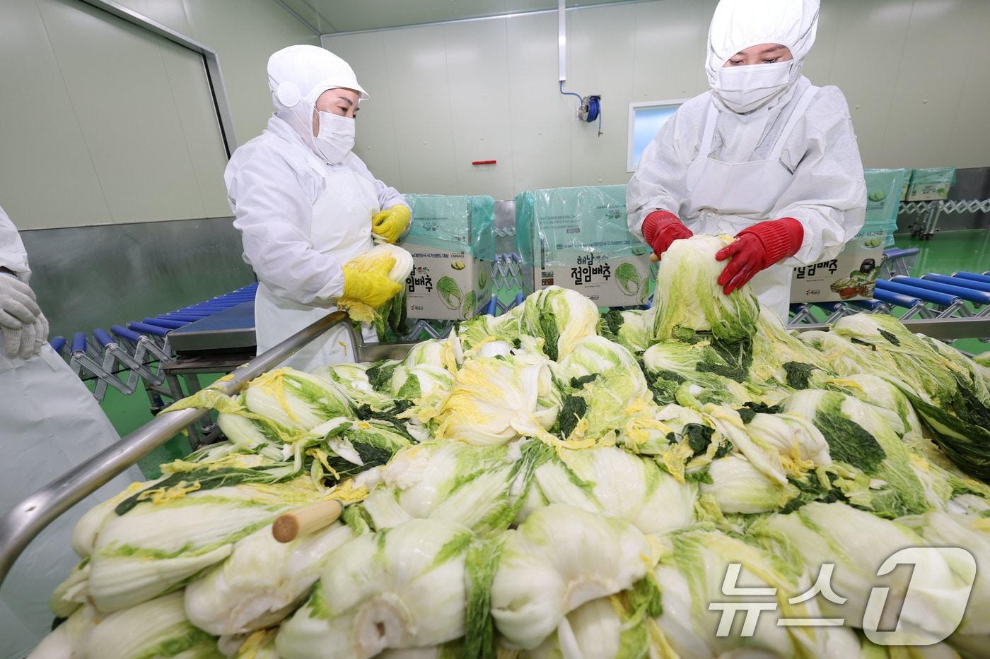 12일 전남 해남군 문내면 텃밭영농조합에서 작업자들이 절임배추를 포장하고 있다. 2024.11.12/뉴스1 ⓒ News1 김태성 기자