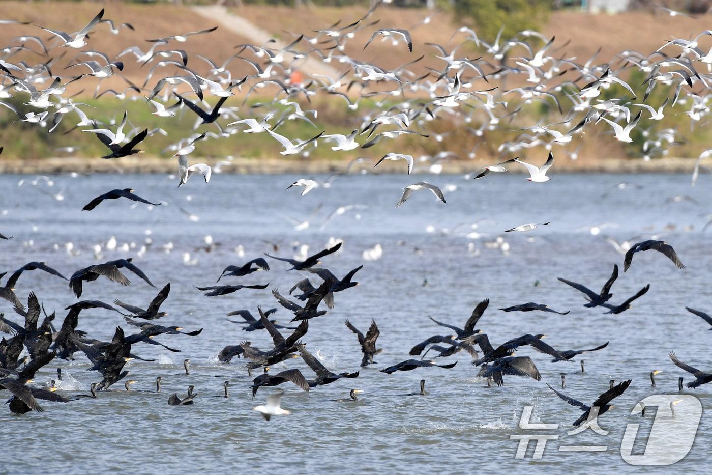 본문 이미지 - 포항 시민의 식수원인 형산강 상수원보호구역에서  가마우지와 갈매기들이 날아오르고 있다.(뉴스1 자료, 재판매 및 DB금지) 2026.4.1/뉴스1 최창호 기자