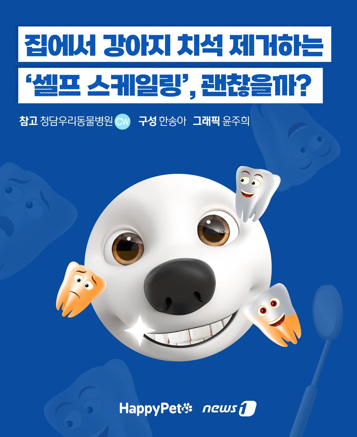 본문 이미지 - ⓒ News1 윤주희 디자이너