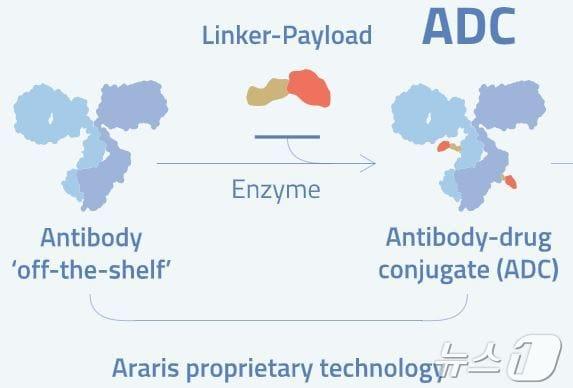 본문 이미지 - 아라리스 바이텍이 보유한 항체약물접합체(ADC) 링커 기술.(아라리스 바이오텍 제공)/뉴스1 ⓒ News1