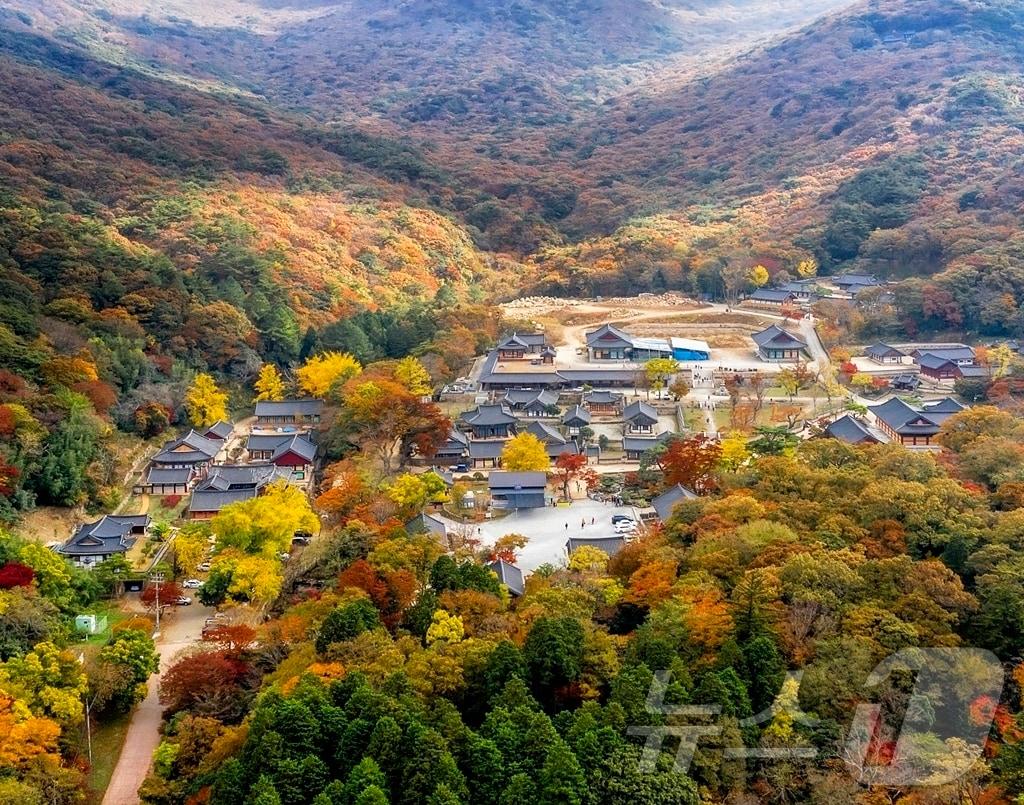 본문 이미지 - 해남 두륜산 단풍 (해남군 제공)/뉴스1 