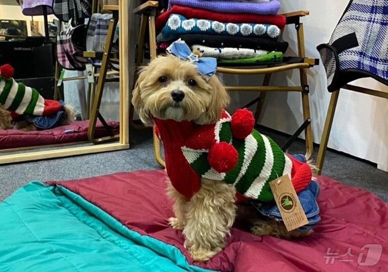 본문 이미지 - 15일 '2024 메가주'가 열린 킨텍스에서 겨울옷 입어보는 강아지 ⓒ 뉴스1 한송아 기자