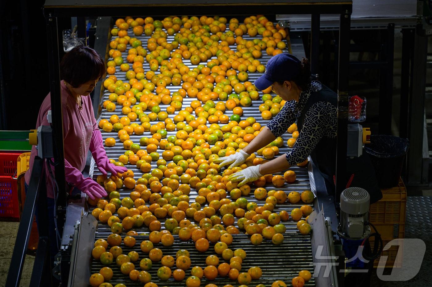 본문 이미지 - 제주 남원농협 APC에서 귤이 선별되고 있는 모습. (농식품부 공동취재단) 