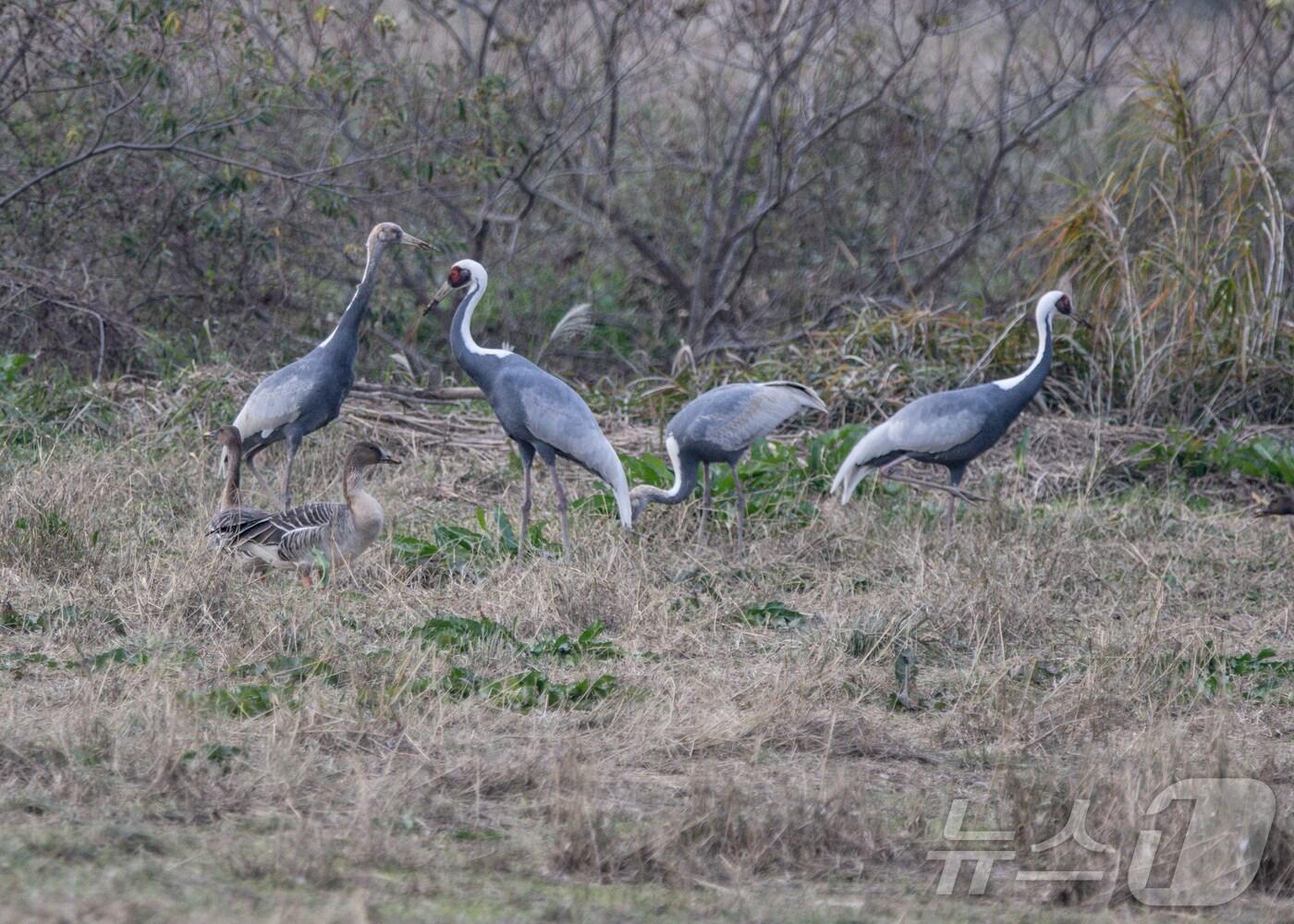 본문 이미지 - 김해 화포천습지에서 관측된 재두루미 모습.(김해시 제공)