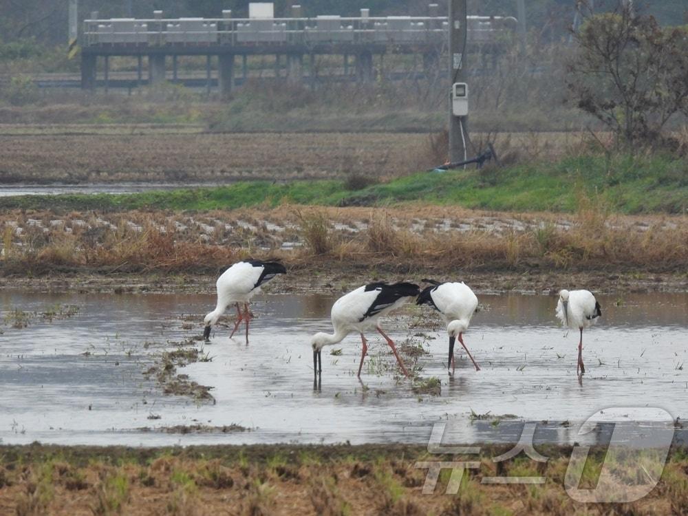 본문 이미지 - 인천시 옹진군 백령도 화동습지에서 발견된 황새.(인천녹색연합 제공)2024.11.18/뉴스1