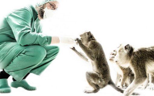 본문 이미지 - 오늘날 의료 기술은 영장류를 실험에 사용할 필요가 없을 정도로 발전했지만, 여전히 사용되고 있어 윤리적 문제와 공중보건 위험이 제기되고 있다. 2024. 11. 14/&lt;출처: Vivotecnia 홈페이지&gt;