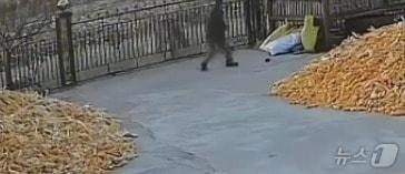 본문 이미지 - 18일 헤이룽장성 치타이허시의 한 마을에 백두산 호랑이가 내려와 주민 1명을 물었다. (사진출처=웨이보)