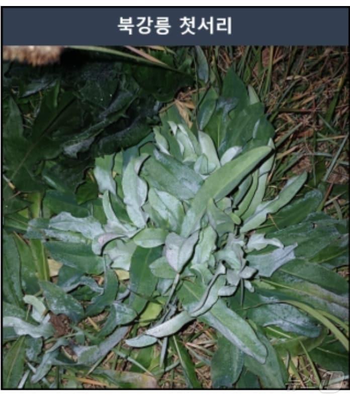 본문 이미지 - 19일 새벽 관측된 강원 북강릉 첫서리.(기상청 제공) 2024.11.19/뉴스1