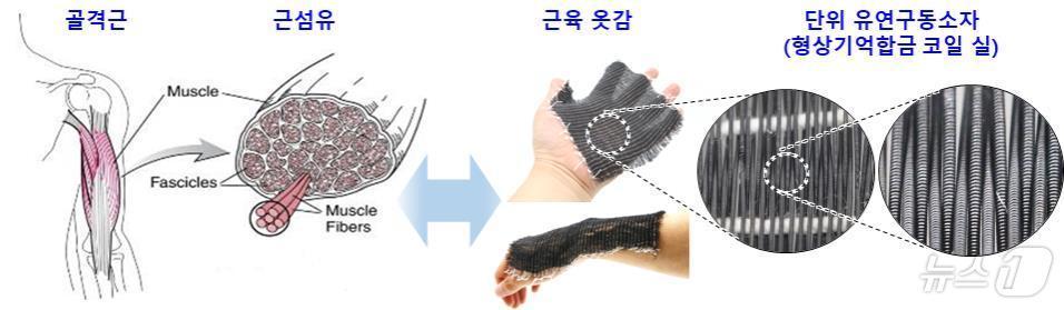 본문 이미지 - 인간의 근육 구조를 형상기억합금 코일 실로 구현한 인공근육 옷감.(섬유개발연구원 제공)