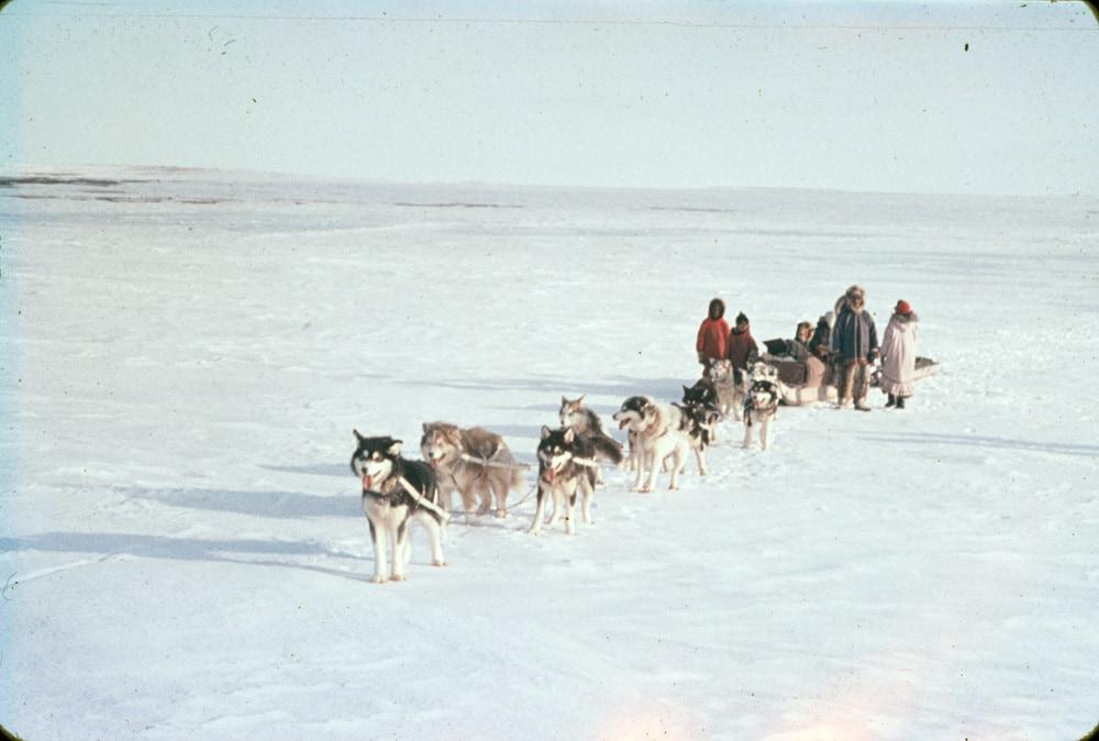 본문 이미지 - 캐나다 북극의 빅토리아 섬에서 물개 사냥을 하는 이누이트 무리와 그들의 개들. 1962년에 찍은 사진. 2024. 11.19/&lt;출처: 캐나다 도서관 및 기록 보관소 사진: John Olson&gt;