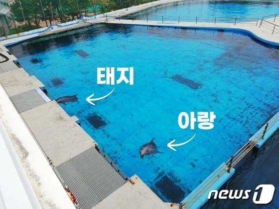 본문 이미지 - 제주 소재 A 업체에서 거제 소재 B 업체로 옮겨진 큰돌고래 아랑과 태지./뉴스1 