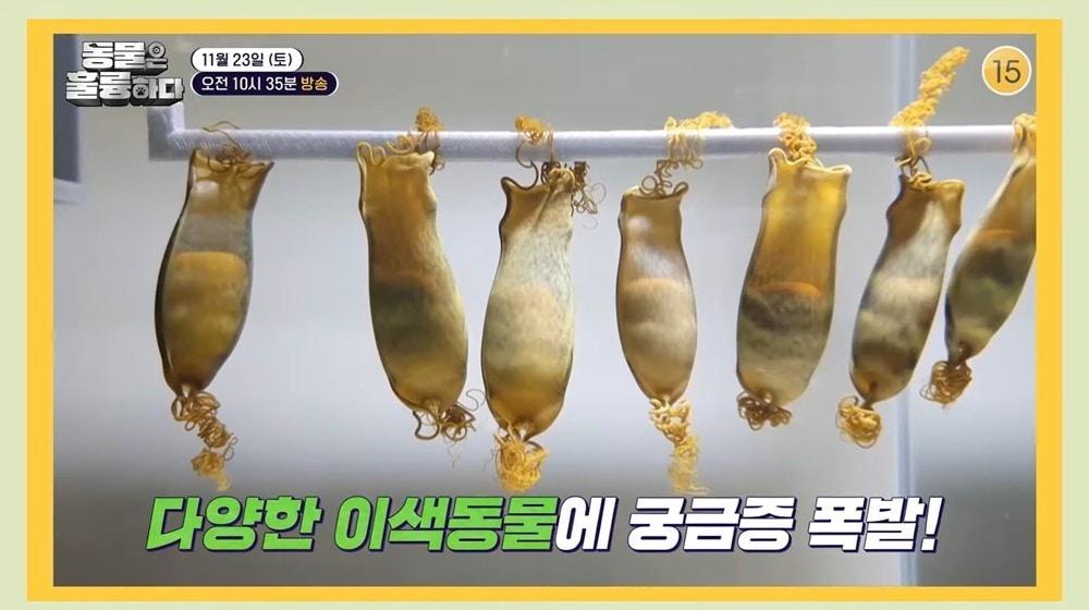 본문 이미지 - 사진=KBS 2TV '동물은 훌륭하다'