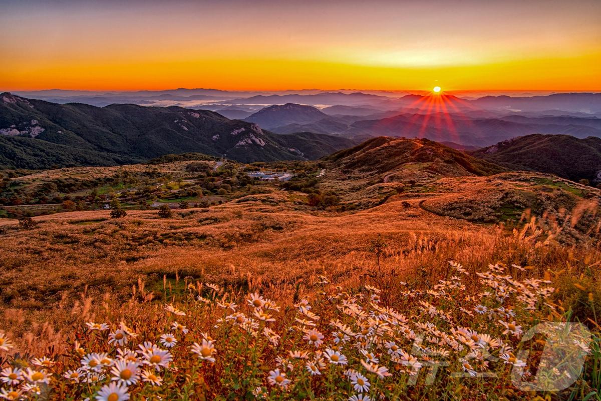 본문 이미지 - 합천 황매석 억새(합천군 제공).