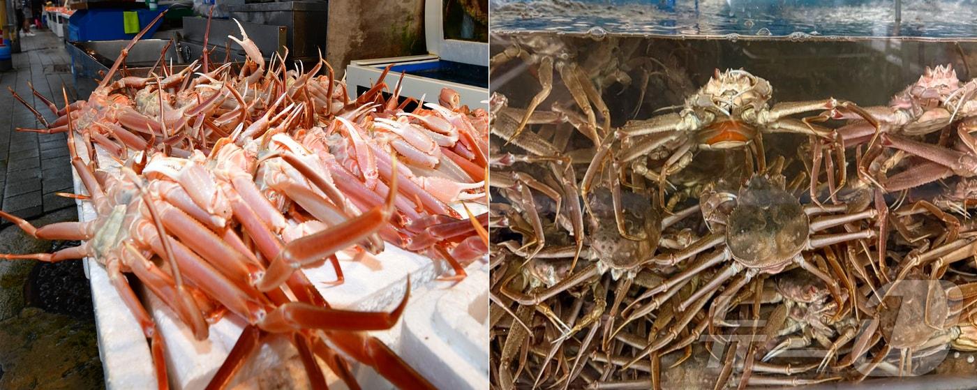 국내에서는 연중 포획, 유통뿐만 아니라 소지와 구입한 사람까지 처벌받을 수 있는 암컷 대게(일명 빵게)와는 달리 일본에서 수입한 암컷 대게(스노우크렙)는 시중에 유통되고 있는 것으로 확인됐다. 왼쪽은 국내산 일반 대게 오른쪽은 일본산 암컷 대게 (스노우크렙). 뉴스1 자료 2024.11.22/뉴스1 최창호 기자 