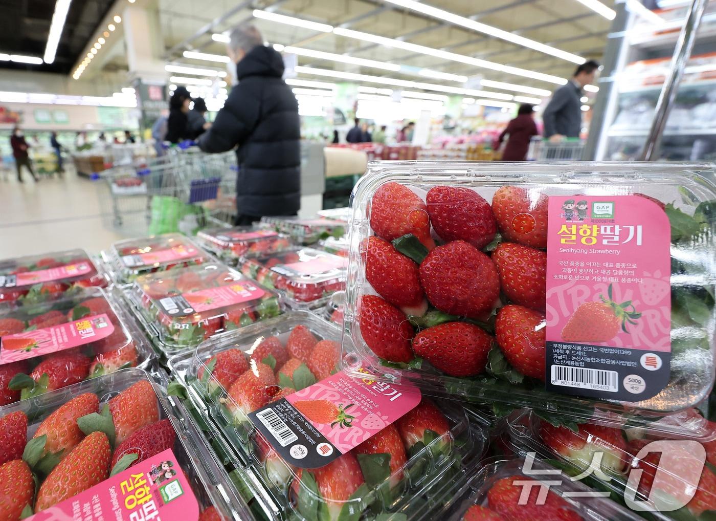 본문 이미지 -  25일 서울 시내 한 대형마트에 진열된 설향 딸기. (사진은 기사 내용과 무관함) 2024.11.25/뉴스1 ⓒ News1 김성진 기자