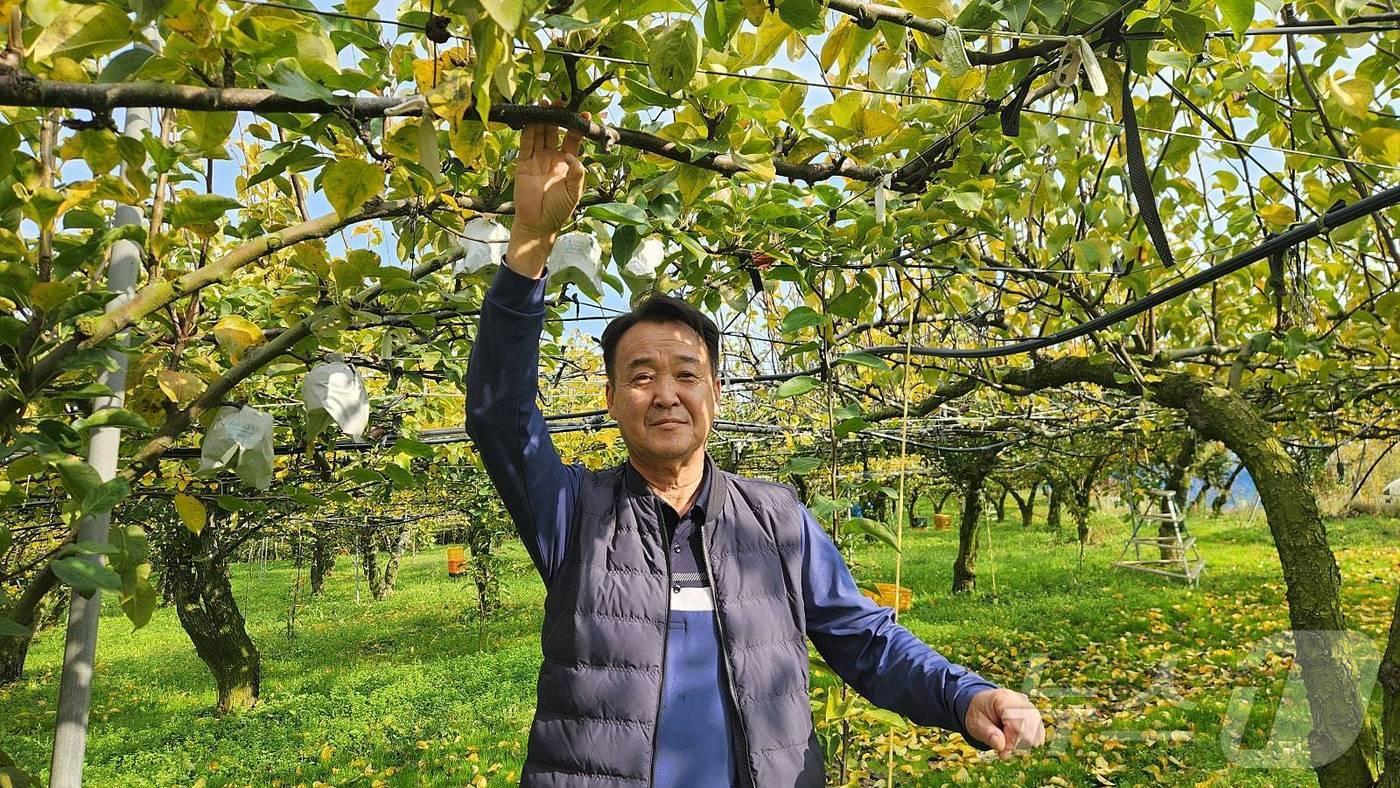 본문 이미지 - 배를 재배하고 있는 김영기 농가.(전남도 제공) 2024.11.25/뉴스1