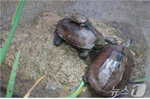 본문 이미지 - 월출산국립공원에서 발견된 남생이. (월출산국립공원사무소 제공)/뉴스1