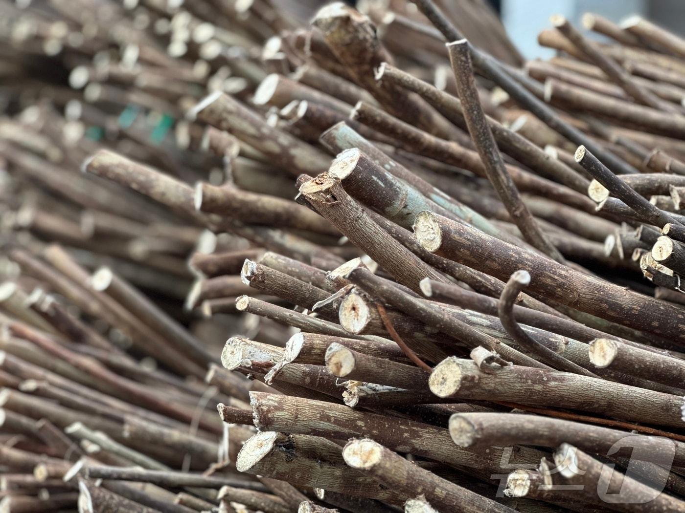 본문 이미지 - 한국전통문화전당이 국내산 전통한지 원료 내수율을 높이고자 수매한 닥나무 20톤(전당 제공) 2024.11.26/뉴스1