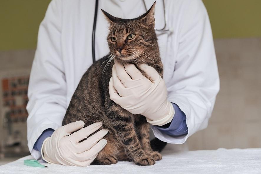 본문 이미지 - 잠실온동물의료센터는 최근 고양이의 인공 요관 우회술을 시행한 사례를 소개했다. &#40;사진 이미지투데이&#41; ⓒ 뉴스1