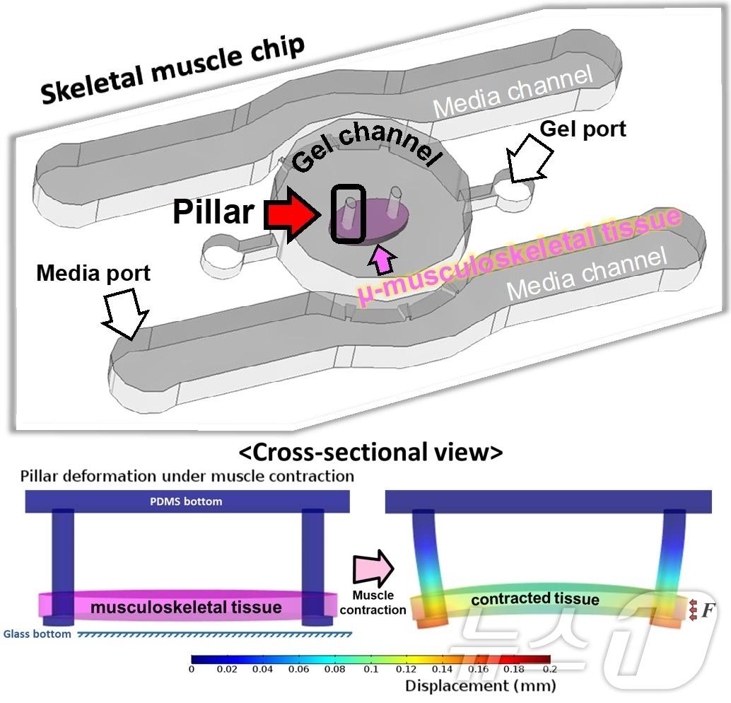본문 이미지 - 근육 조직 최적화를 위한 미세유체칩 모식도 및 전기 자극에 대한 근육 수축 반응 시뮬레이션.(KAIST 제공)/뉴스1