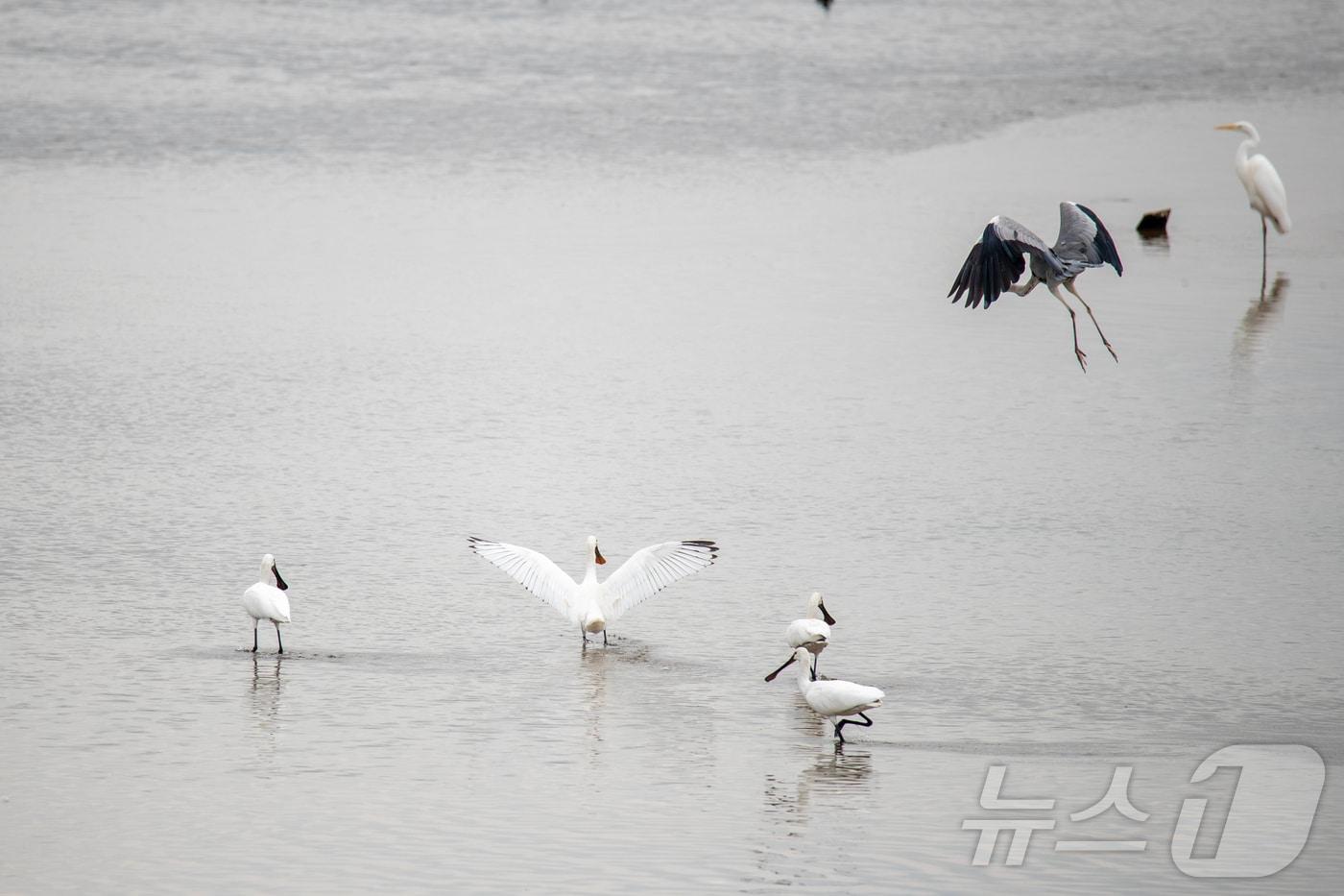 10월 31일, 태화강 하구 명촌교 인근에서 발견된 멸종위기종인 노랑부리저어새들(울산시 제공)