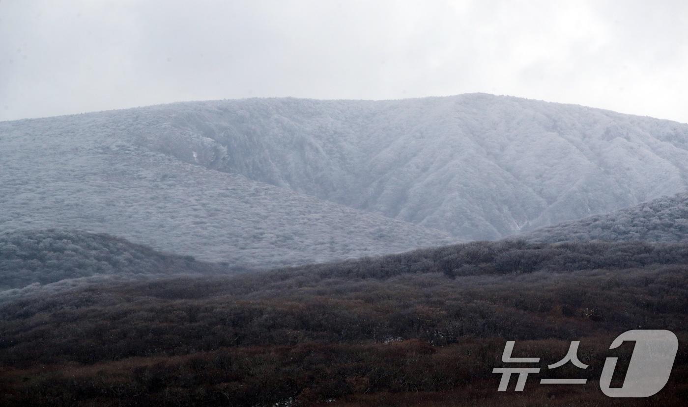 한라산국립공원 1100고지휴게소에서 바라본 한라산 자락에 눈이 쌓여 있다. 2024.11.27/뉴스1 ⓒ News1 오현지 기자