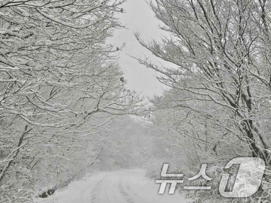 본문 이미지 - 지난해 11월 27일 광주 무등산 장불재에 첫눈이 내린 모습.  &#40;무등산국립공원 사무소 제공&#41; 2024.11.27/뉴스1 