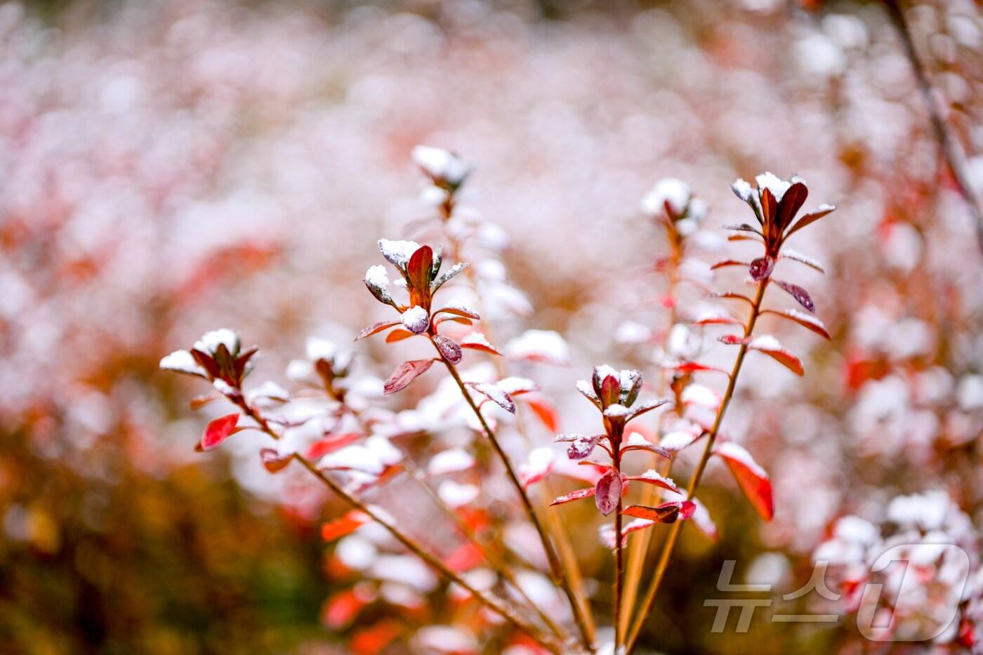 본문 이미지 - 강원 산지와 내륙을 중심으로 눈이 내린 27일 속초시 영랑호 일대에 눈이 쌓여 있다.(속초시 제공) 2024.11.27/뉴스1 ⓒ News1 윤왕근 기자