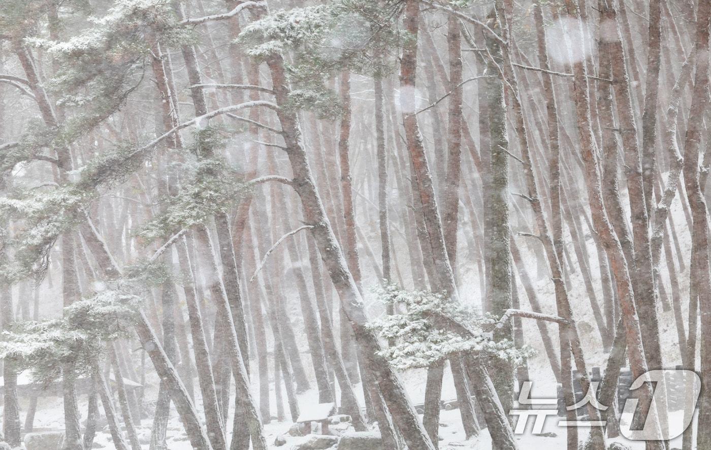 본문 이미지 - 경남 함양군 병곡면 함양대봉산휴양밸리 주변.(함양군 김용만 제공) 2024.11.27/뉴스1 DB