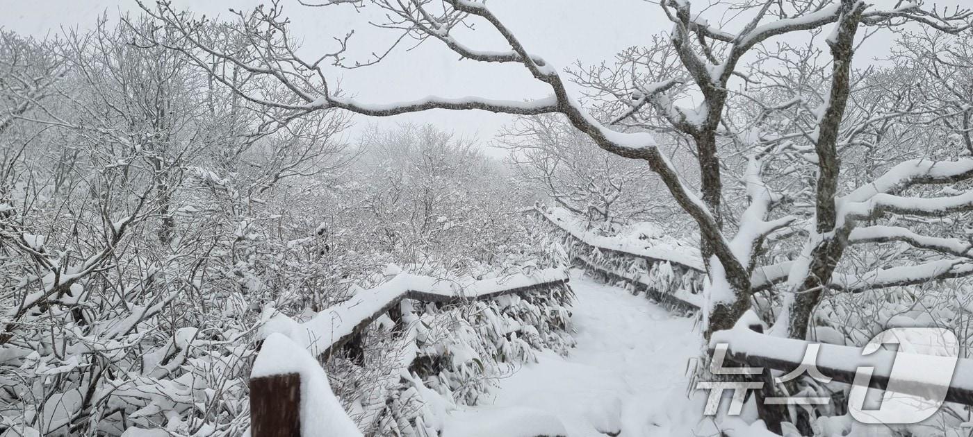 지난 11월27일 전북 무주 덕유산국립공원에 밤사이 내린 첫눈이 쌓여 있다. (덕유산국립공원사무소 제공) 2024.11.27/뉴스1