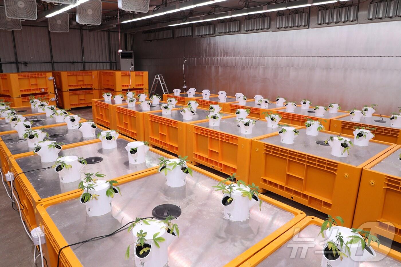 본문 이미지 - 산업용 헴프 모종 재배현장 (안동시 제공)2024.11.27/뉴스1