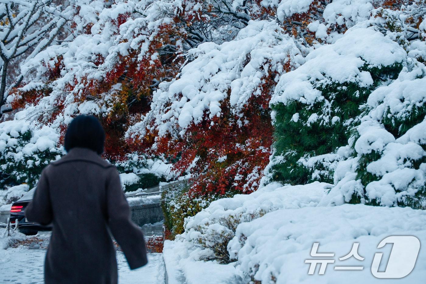 수도권에 이틀째 많은 눈이 내린 28일 오전 서울 여의도 국회의원회관 앞 단풍 위에 눈이 쌓여 있다. 2024.11.28/뉴스1 ⓒ News1 안은나 기자
