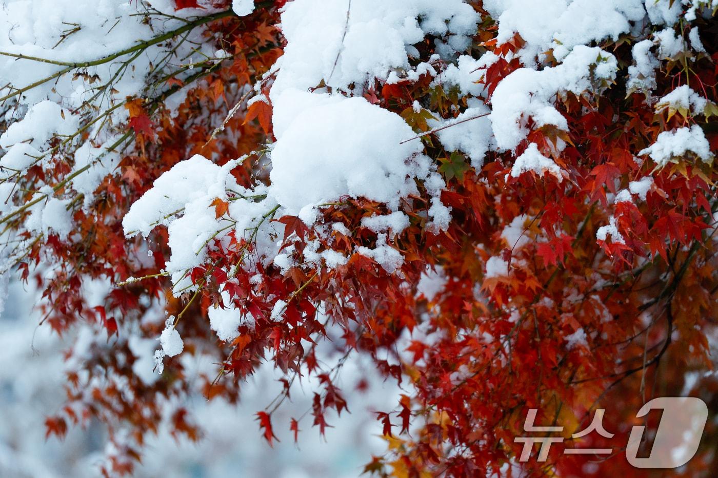 본문 이미지 - 수도권에 이틀째 많은 눈이 내린 28일 오전 서울 여의도 국회의원회관 앞 단풍 위에 눈이 쌓여 있다. 2024.11.28/뉴스1 ⓒ News1 안은나 기자