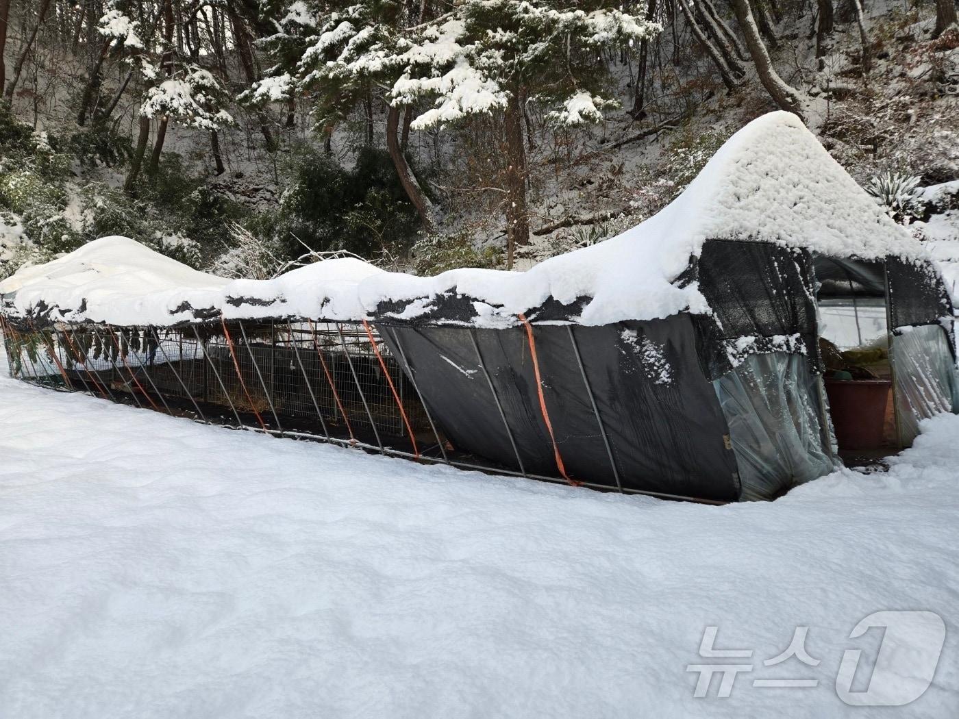 본문 이미지 - 28일 오전 7시 40분께 전북자치도 장수군 계남면 한 비닐하우스에 '눈이 쌓여 붕괴 위험이 있다'는 내용의 신고가 접수됐다. 붕괴 일보 직전인 비닐하우스. (전북자치도소방본부 제공)2024.11.28/뉴스1