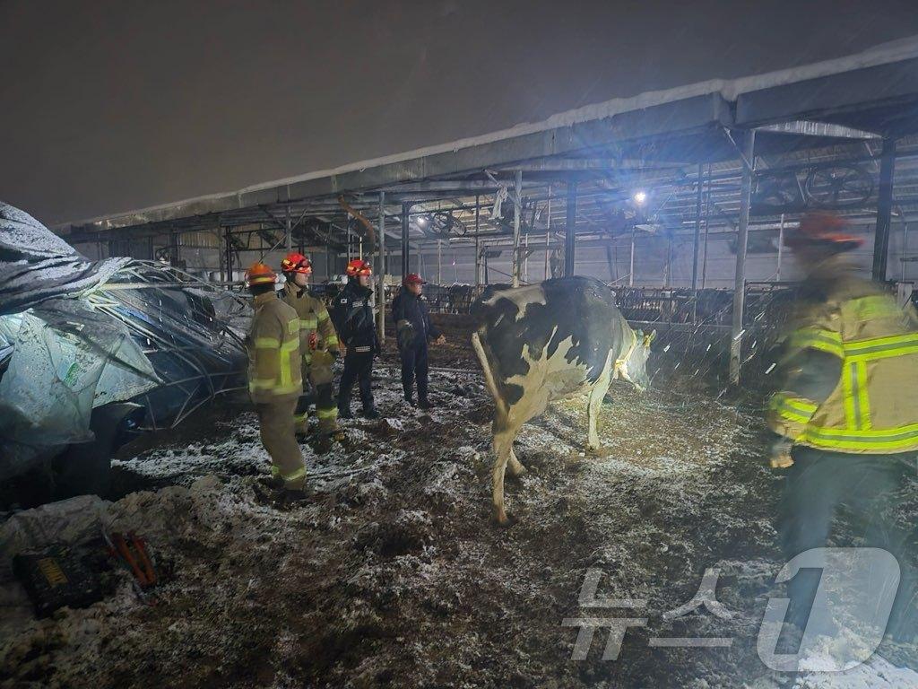 본문 이미지 -  천안 서북 입장면 축사 지붕 붕괴 현장. (천안서북소방서 제공) / 뉴스1