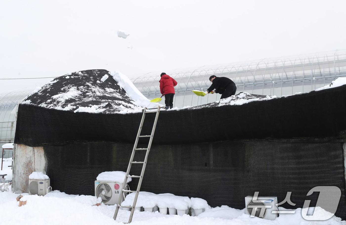 서울을 비롯한 수도권에 기록적인 폭설이 쏟아진 28일 오후 경기 용인시 처인구 남사화훼단지 일대 비닐하우스들이 눈의 무게를 이기지 못하고 무너져 관계자들이 눈을 치우고 있다. 2024.11.28/뉴스1 ⓒ News1 김영운 기자
