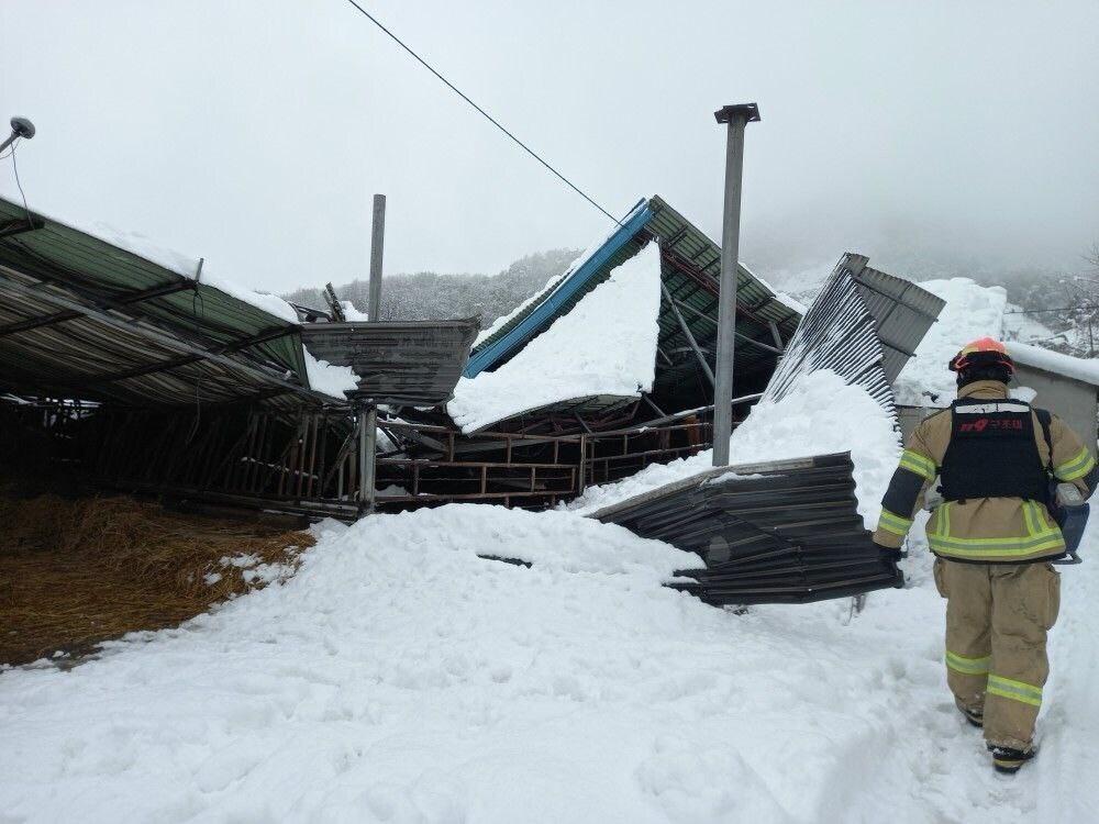 본문 이미지 - 폭설 피해를 입은 경기 안성시 대덕면 모산리 소재 한우 농가. (경기도소방재난본부 제공) 