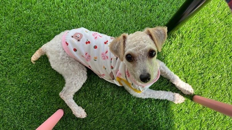 본문 이미지 - 부산시 위탁 유기·유실동물 보호소에서 구조된 꼬미 (봉사자 제공) ⓒ 뉴스1