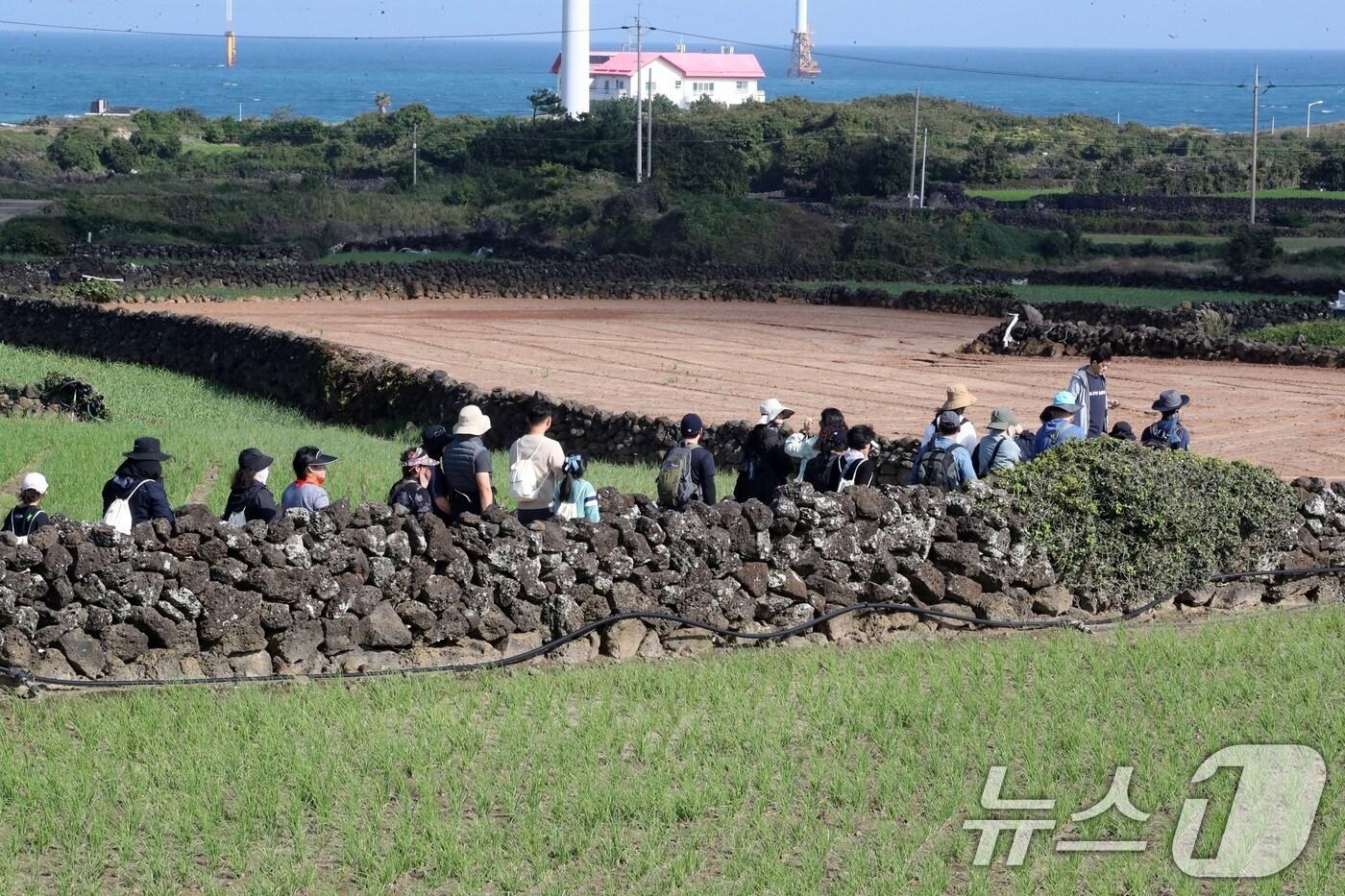 제주 돌담길(자료사진)/뉴스1