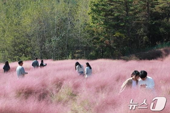 본문 이미지 - 전북자치도 고창군 부안면 꽃객프로젝트에서 '고창 핑크뮬리 축제'가 열리고 있다. 2024.11.3/뉴스1 ⓒ News1 신준수 기자