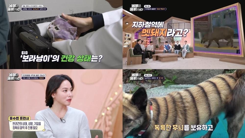 본문 이미지 - KBS 2TV '동물은 훌륭하다'