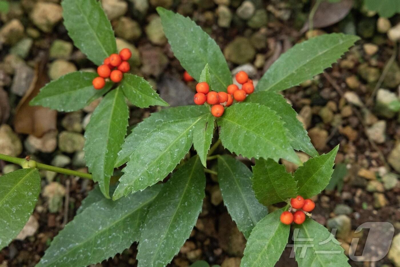 죽절초.(환경부 제공)