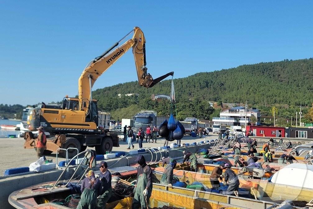 본문 이미지 - 신안 압해읍 송공리 물김 위판장 (신안군 제공)/뉴스1 