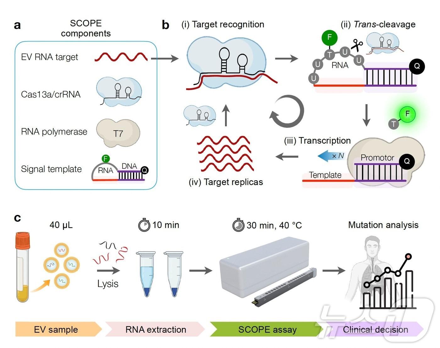 본문 이미지 - 세포 외 소포체 내 돌연변이 유전자를 검출하는 CRISPR 기술 기반의 진단 기술 ‘SCOPE’.(KRIBB 제공)/뉴스1